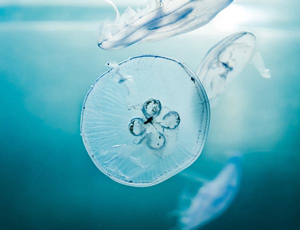 Order – July 17, 2018 @ 08:36 AM